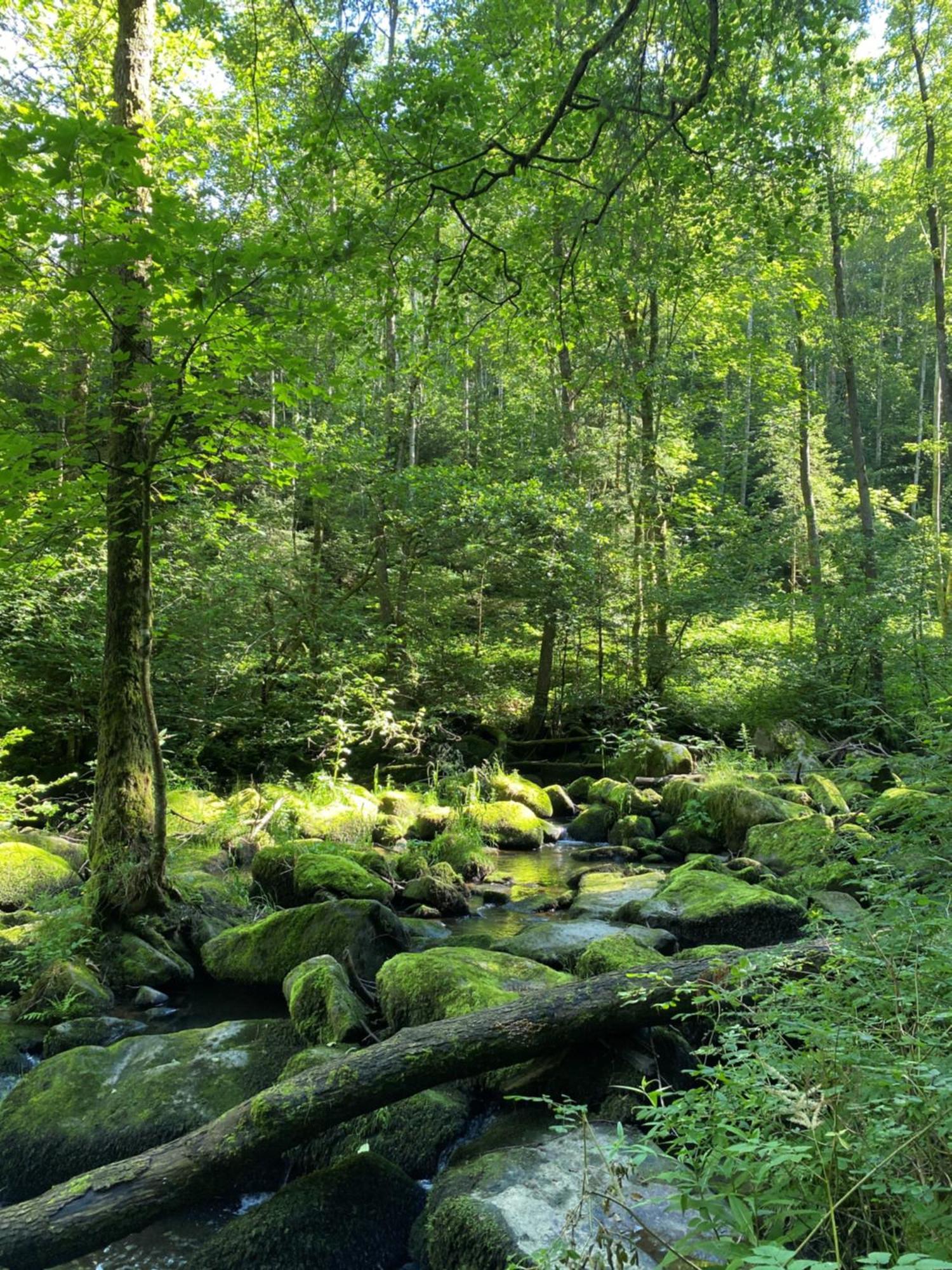 Ferienwohnung Zauberwald 발트키르헨 외부 사진